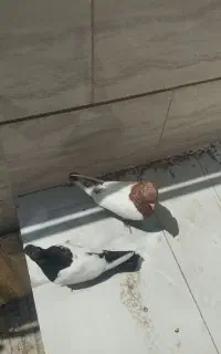 کفتر سینه نر