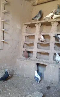 کبوتر درجه ۱