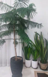 فروش تعدادی گل آپارتمانی
