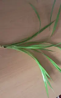 حراج شاخه گل پندانوس