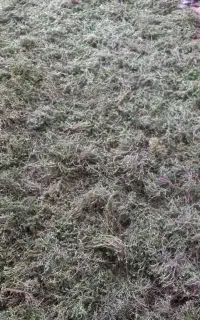 ریشه یا  (ساقه) آویشن عرق گیری