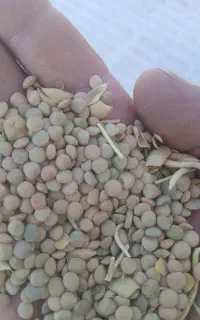 عدس ونخودمحلی