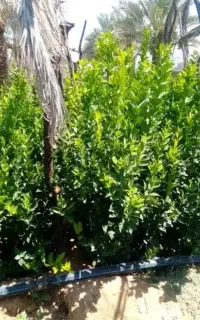 لیمو سنگی. خوشه ای نژاد اصلاح شده خاگی