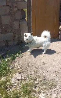 پاکوتاه نر