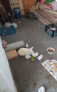 لوپ سفیدچشم آبی