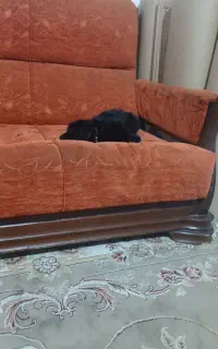 سگ پاکوتاه نر