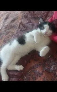 واگذاری  دوتابچه گربه