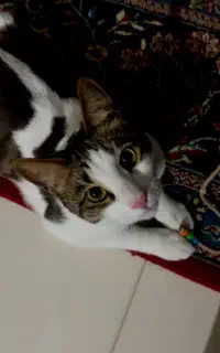 واگذاری گربه