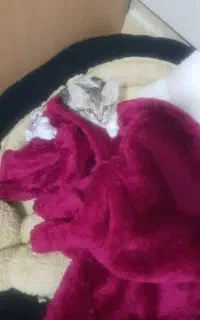 بچه گربه