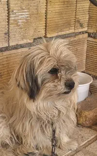 واگذاری سگ پاپی حرف گوش