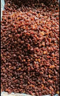 کشمش آفتابی بوانات