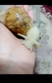 حراج حلزون