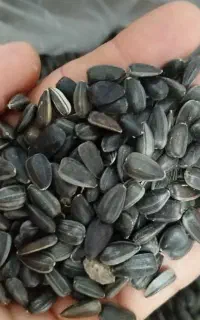 خریدار تخمه آفتاب گردان روغنی