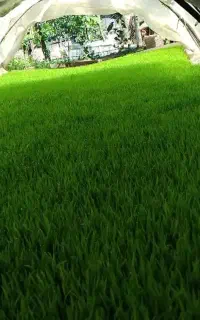 توم ،تخم بذر نشا هاشمی تصفیه شده درجه یک