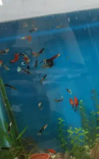 ماهی گوپی و پلاتی غذای ماهی و گیاه