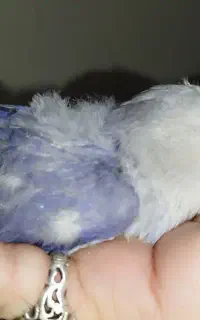 طوطی کوتوله