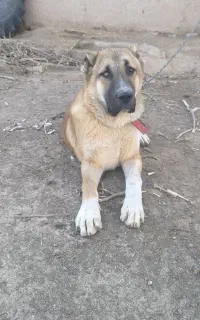 کوچوک یک برف