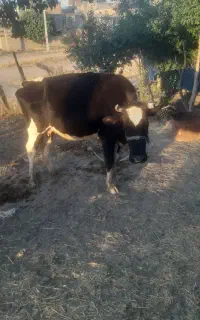 گاو با گوساله