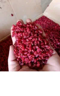 زرشک قرمز تازه تازه