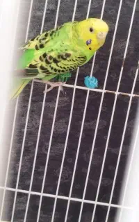 مرغ عشق ماده مولد