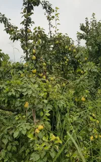 فروش گلابی مشوع