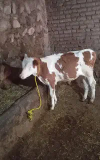 یک عدد گوساله نر سیمنتال
