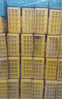 250 تا جعبه گوجه