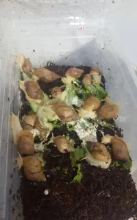 تعدادی حلزون ارزان