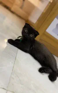 اسکاتیش بلک