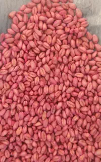گندم و جو بذری گندم تخمی آبی و دیم پاک شده
