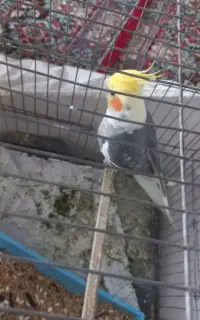 جفت عروس بالغ