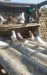 کبوتر