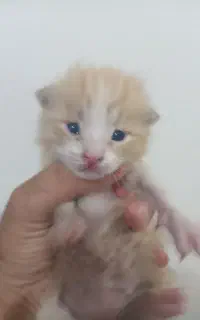 گربه