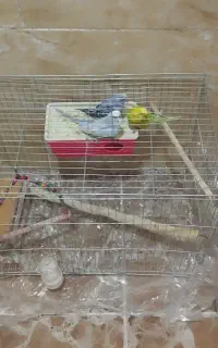 فروش چهارعددمرغ عشق باقفس