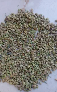 دونه یونجه گرنگال