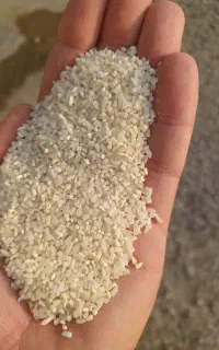خرید و فروش نیمدانه هاشمی از کشاورز