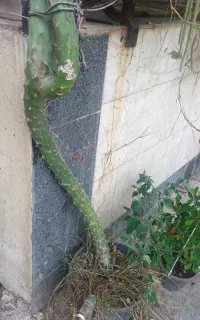 کاکاتوس