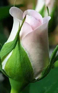 سیمکارت رند ۳۰۱ ۳۱ ۳۱ ۰۹۳۹