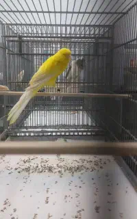 تعدادی قناری