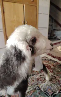 بره 4 ماهه