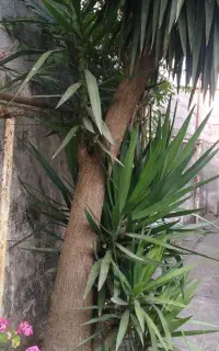 درخت یوکا