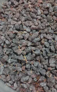 شیره و کشمش و مویز