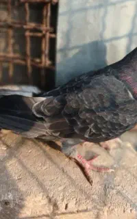 کبوتر