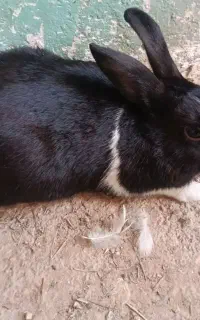 خرگوش