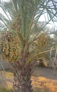 فروش ثمر نخل برحی