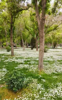 پیاده روی کوه طبیعت