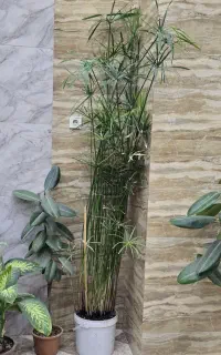 نخل مرداب ۲،۵ متر