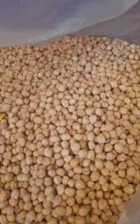 نخود