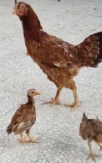 فروش مرغ و جوجه لاری اصل