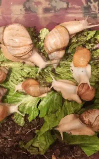 حلزون تخم گذار
